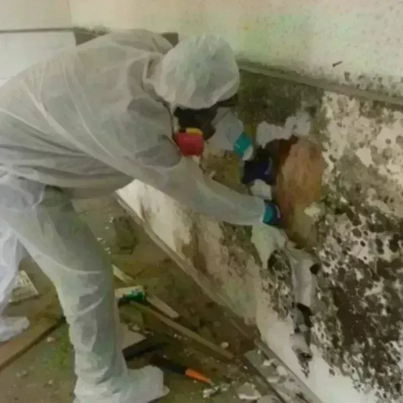 Mold Remediation and Removal in Smithfield, UT